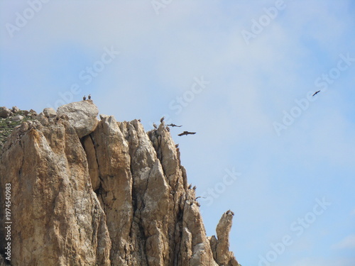 Wild birds in nature