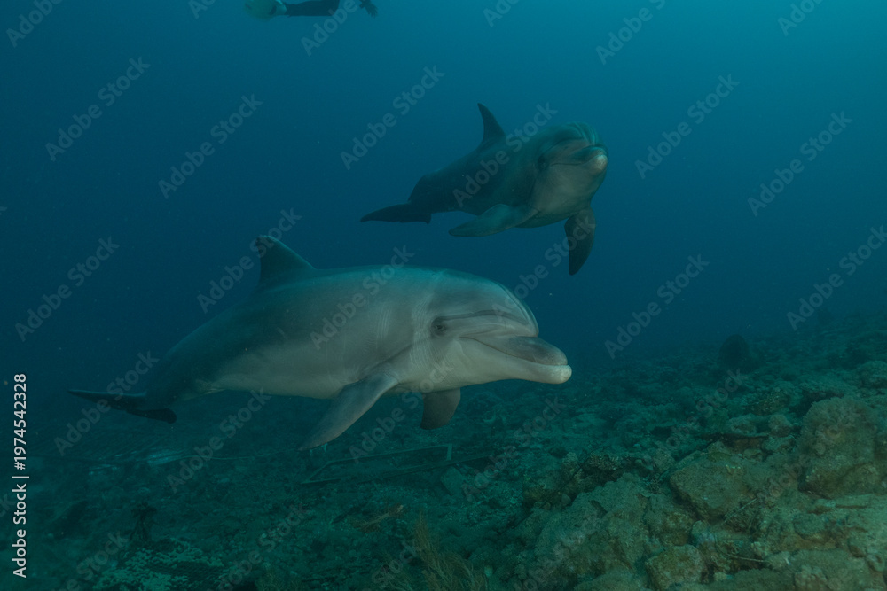 Fototapeta premium Dolphin swimming in the Red Sea, Eilat Israel 