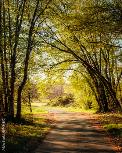 Early morning sun lighting up the vibrant green leaves of trees arched across a single track road in the Dordogne region of France
