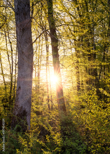Warm early morning sunlight filtering through a woodland in the Dordogne region of France