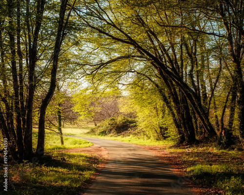 Early morning sun lighting up the vibrant green leaves of trees arched across a single track road in the Dordogne region of France