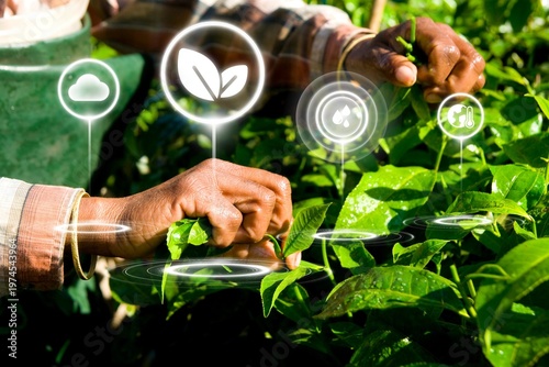 Canvas Print Woman harvesting tea leaves Kerela, India.