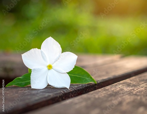 A pristine white blossom with yellow center and green leaves rests upon a weathered wooden surface, with a soft, blurred green backdrop
