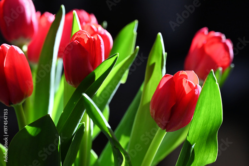 Close up of red tulips with a black background