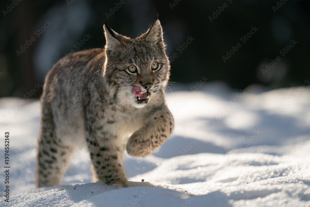 Fototapeta premium Wild Lynx Walking Through Snowy Forest During Winter