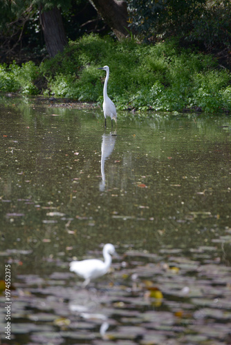 春の観修寺　境内の白鷺　京都市山科区勧修寺仁王堂町