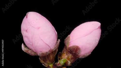 Macro time lapse blooming pink apricot flowers on tree branch, isolated on pure black background.