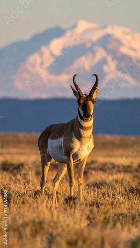 A pronghorn antelope stands tall on the arid plains, framed by a snow-capped mountain range, with the golden sunlight