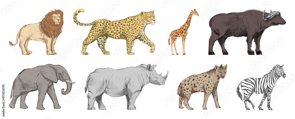 Obraz premium Illustrated African wildlife animals element set