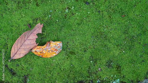 Top view of dry fallen leaves resting on lush green moss