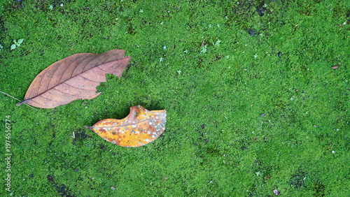 Top view of dry fallen leaves resting on lush green moss
