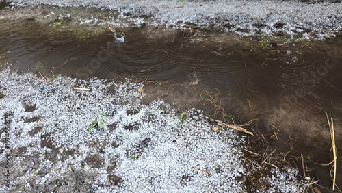 Rain puddle surrounded by hailstones after spring storm, natural weather scene with ripples and wet ground for climate, precipitation and seasonal change concepts.