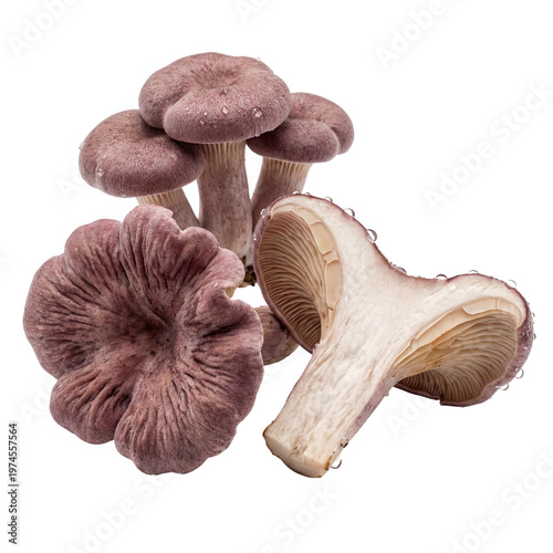 Fresh raw violet oyster mushrooms, a healthy and delicious food choice for culinary adventures