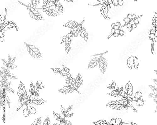 Seamless floral pattern. Branch with leaves. vector illustration of coffee branch. Coffee plant branch with leaf. Hand drawn Coffee tree vector. Coffee beans and leaves. Branch of a plant.