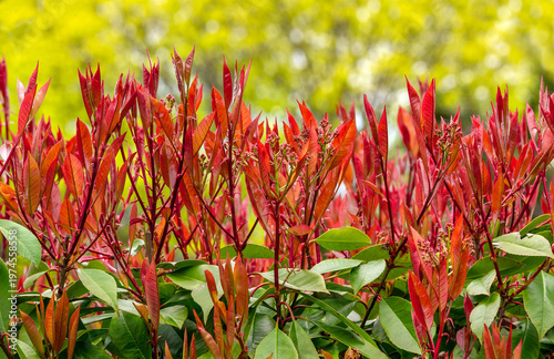 Vibrant red new leaves of a red tip 