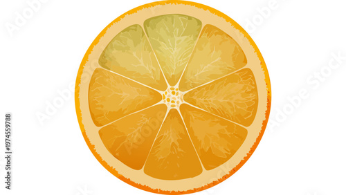Cross section slice of orange fruit showing juicy segments and vibrant citrus texture detail vector