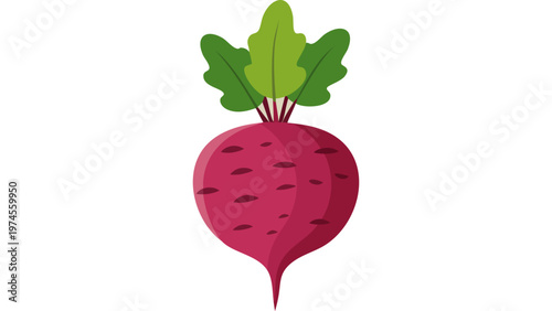 Red beetroot vegetable with green leaves attached representing fresh organic produce and healthy nutrition concept vector