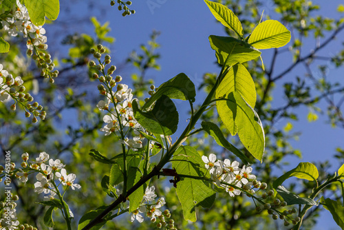 Fotografía Blossoming branches of Prunus padus showcasing delicate white flowers against a