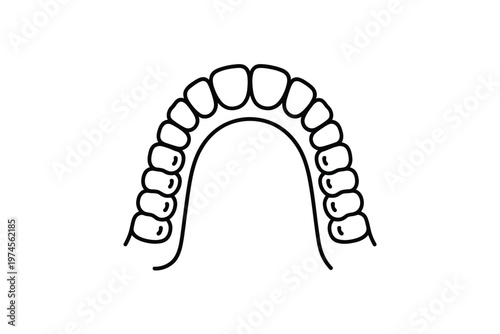 Simple line drawing of a complete set of human teeth in an arch