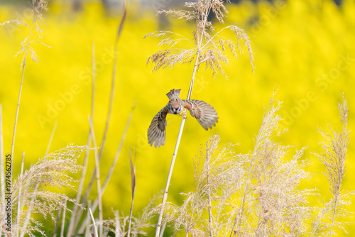 春爛漫の風景 菜の花と飛翔する小さなスズメ