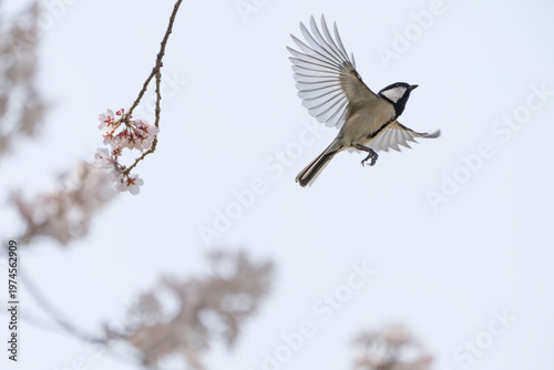 満開の桜と飛翔するシジュウカラ、春の訪れを感じる風景