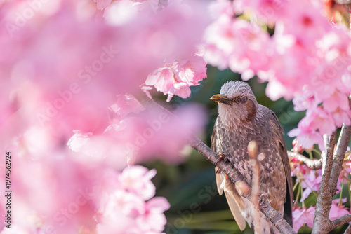 ピンクの桜の花とヒヨドリ
