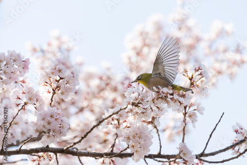 満開の桜とメジロ、春の訪れを感じる風景