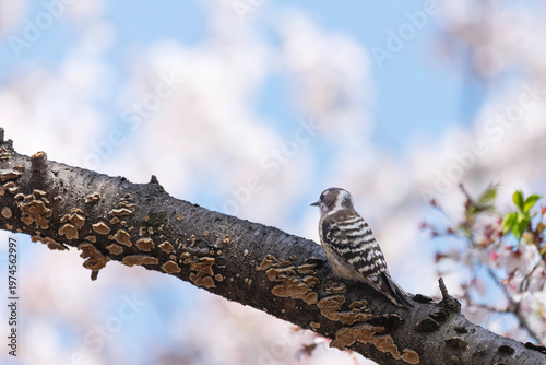 満開の桜の木に止まるコゲラ