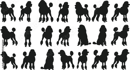 Set of poodle dog silhouettes, purebred canine vector illustrations, sitting and standing pet symbols for grooming salon, animal show and breed logoSet of 