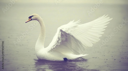 Wallpaper Mural Elegant white swan with outstretched wings on water Torontodigital.ca