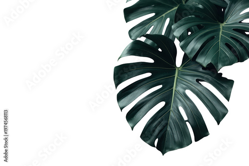 Monstera deliciosa leaves creating a tropical frame, background transparent, offering a natural green backdrop element