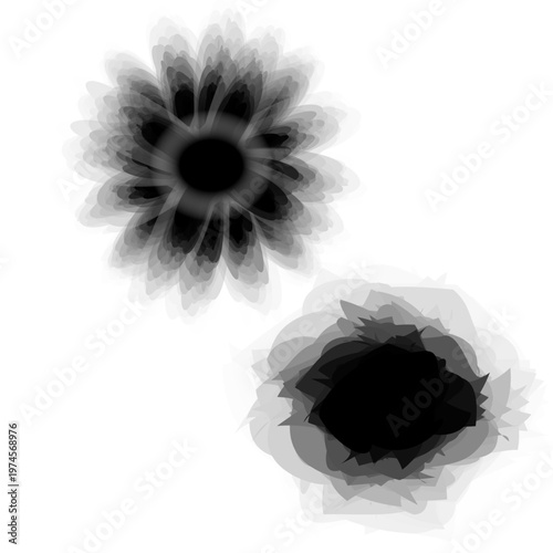 black-and-white images of flowers, the play of shadows and shades