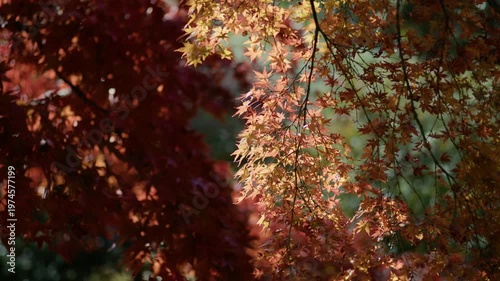 もみじ　紅葉　逆光
