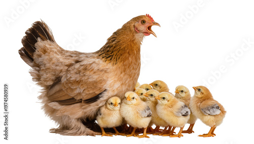 Billede på lærred Fluffy brown hen with open beak surrounded by fluffy yellow chicks, isolated on