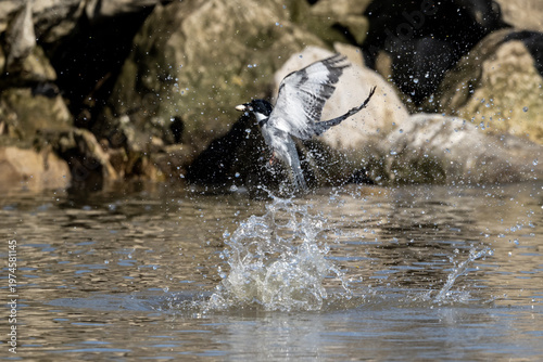 Belted kingfisher bursting from the water with a large splash near a rocky shoreline during an active fishing moment.
