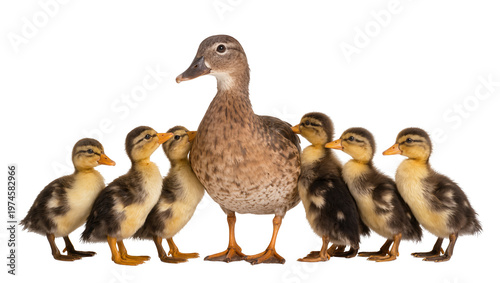 Valokuva Mother duck with her ducklings, isolated on transparent background