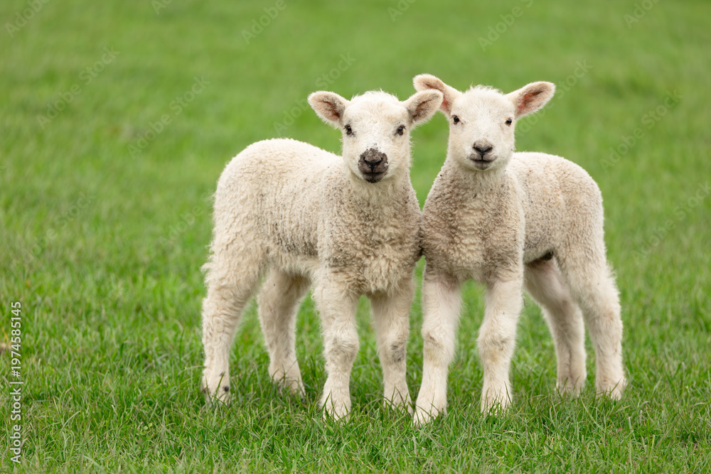 Obraz premium Lambing time in the Yorkshire Dales, UK. Two young lambs in early Springtime, facing front in green grass field with clean, green background. Horizontal. Copy space