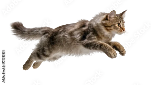 Fototapeta na wymiar Fluffy tabby cat mid-air jump, isolated on transparent background