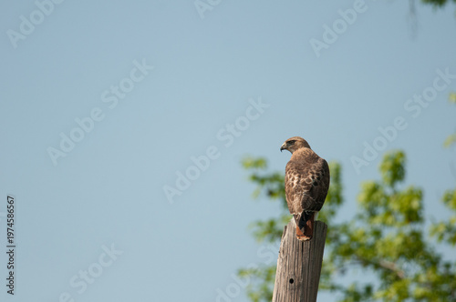Red Tailed Hawk perched on a telephone pole viewed from behind with head turned to the side