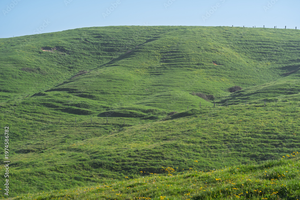 Naklejka premium Rolling Green Hillside with Natural Grass Texture