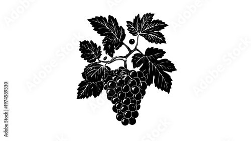 Vintage style illustration of a grape bunch with vine leaves, black and white drawing, classic fruit art