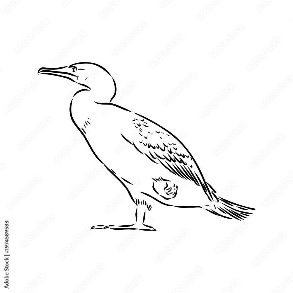 Fototapeta premium cormorant bird, vector sketch