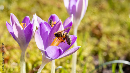 Purple crocus flowers with a honey bee blooming in sunny spring meadow with golden sunlight and soft blurred natural green background
