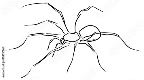 Simple black and white line art drawing of a spider, minimalist arachnid illustration, creepy crawly insect vector design