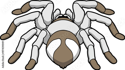 Detailed cartoon illustration of a tarantula, white and brown spider with eight legs, scary arachnid bug graphic