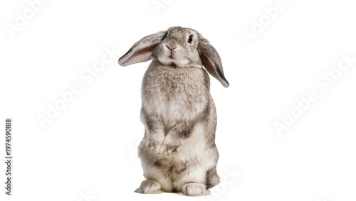 Fluffy grey lop-eared rabbit standing upright, isolated on transparent background