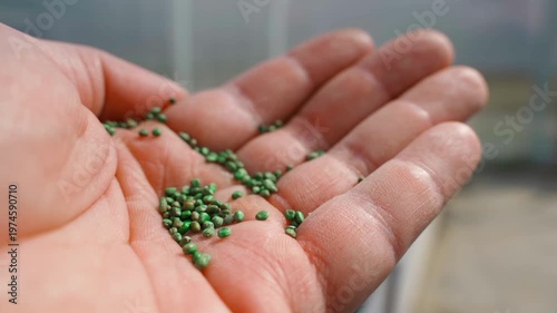 Wallpaper Mural Hand showing green radish seeds close-up on palm Torontodigital.ca