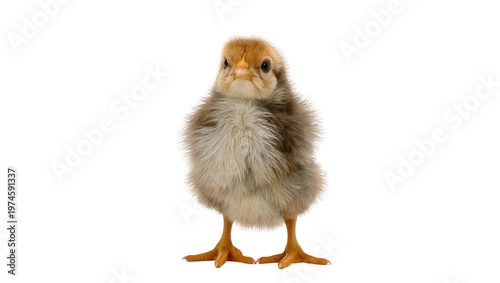 Fluffy brown and yellow chick standing, isolated on transparent background