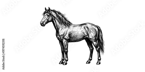Vintage engraved horse illustration detailed hand drawn line art black and white style