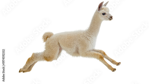 Tableau sur toile Young white alpaca running with legs extended, isolated on transparent backgroun